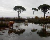 Δάσος Στροφυλιάς 26.11.2016