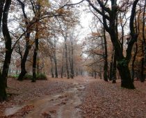 Φολόη 27.11.2016