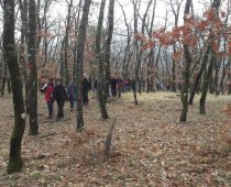 Δάσος Μογγοστού Κορινθίας 25.02.2018