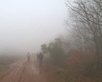 Δάσος Μογγοστού Κορινθίας 25.02.2018