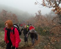 Δάσος Μογγοστού Κορινθίας 25.02.2018