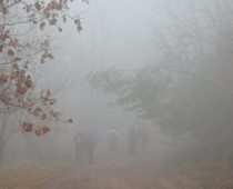 Δάσος Μογγοστού Κορινθίας 25.02.2018 (2)