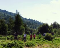 Κιθαιρώνας 01.06.2019