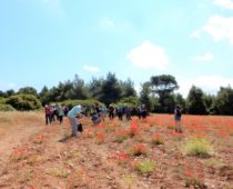 Κιθαιρώνας 01.06.2019