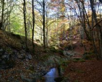 Δάσος Φρακτού 26.10.2019