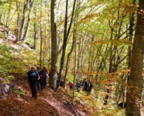 Δάσος Φρακτού 26.10.2019