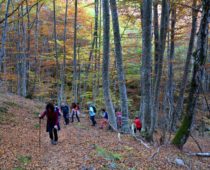 Δάσος Φρακτού 26.10.2019