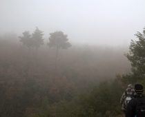 Δάσος Μογγοστού Κορινθίας 25.02.2018